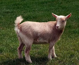 Cute Nigerian Dwarf Goat