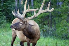 Male Elk
