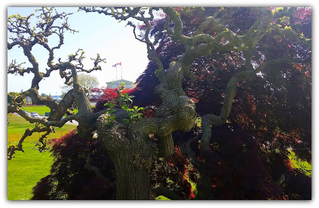 View of the Peace Arch from twisty interesting tree of British Columbia Provincial Park