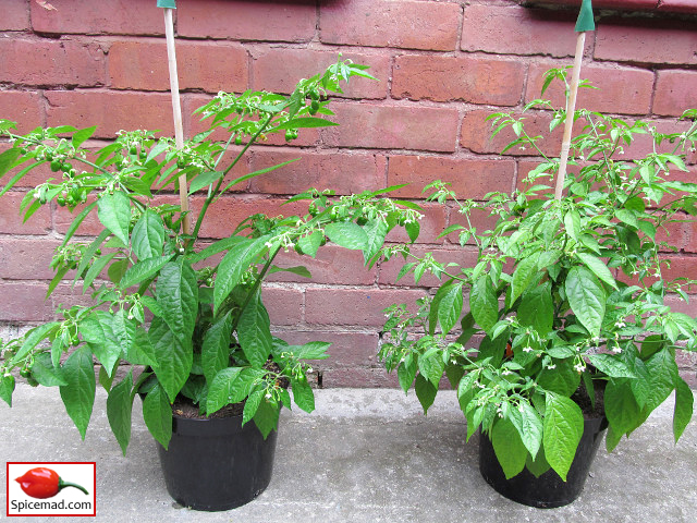 Yellow Jelly Bean Habanero - 31st July 2021