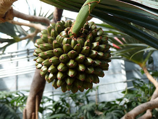 Pandanus utilis - Vacoa