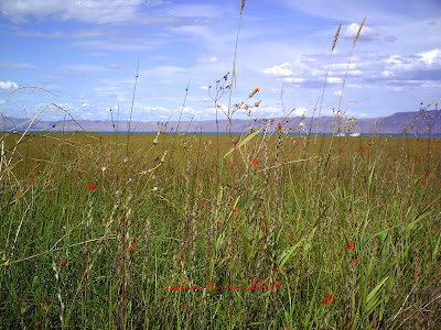 Bear Lake Utah Wild Flowers