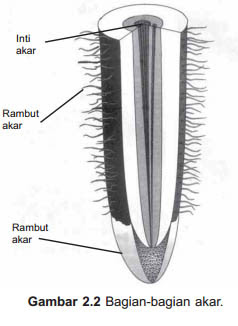 Herlina ILMU PENGETAHUAN ALAM STRUKTUR AKAR DAN FUNGSINYA 