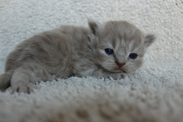 Britisch Langhaar fawn golden tabby Katzenbaby