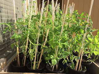 tomato seedlings ready to plant, hardening off outside in the spring