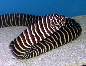 Zebra Moray