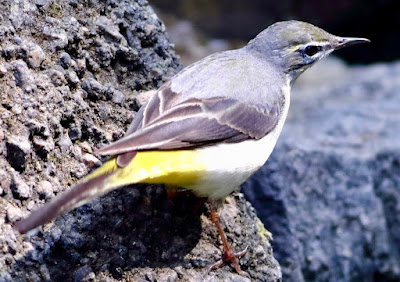 "Gray Wagtail - Motacilla cinerea, perched on a rock overlooking the stream winter visitor."
