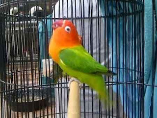 Cetaklah Lovebird Konselt Sejak Balibu - Ini Dia 4 Cara Ampuh Cetak Burung Lovebird Konslet