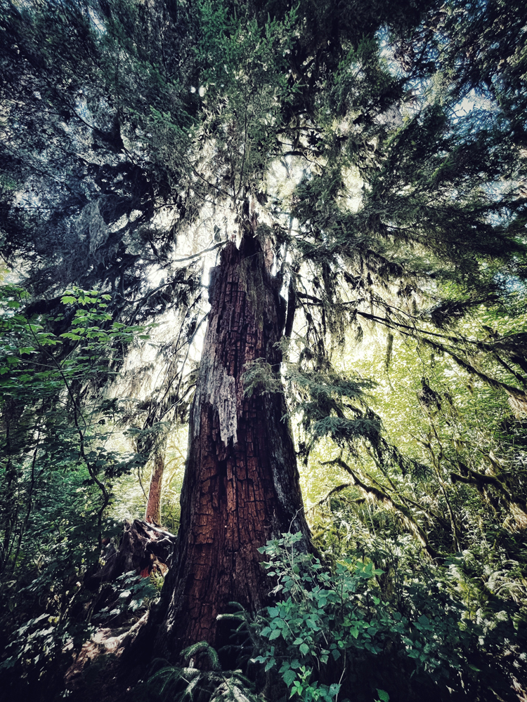 Photo of a huge tree at the Olympic National Park