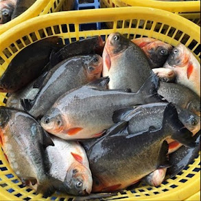 Supplier Jual Ikan Bawal Bibit & Konsumsi Aceh Terfavorit