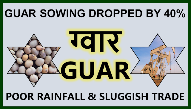 Guar sowing area has decreased by 40% in comparison to previous year. ,  Guar, guar gum, guar price, guar gum price, guar demand, guar gum demand, guar seed production, guar seed stock, guar seed consumption, guar gum cultivation, guar gum cultivation in india, Guar gum farming, guar gum export from india , guar seed export, guar gum export, guar gum farming, guar gum cultivation consultancy, today guar price, today guar gum price, ग्वार, ग्वार गम, ग्वार मांग, ग्वार गम निर्यात 2018-2019, ग्वार गम निर्यात -2019, ग्वार उत्पादन, ग्वार कीमत, ग्वार गम मांग, Guar Gum, Guar seed, guar , guar gum, guar gum export from india, guar gum export to USA, guar demand USA, guar future price, guar future demand, guar production 2019, guar gum demand 2019, guar, guar gum, cluster beans, guar gum powder, guar gum price, guar gum uses, ncdex guar, guar price, guar gum price today, cyamopsis tetragonoloba, ncdex guar gum price, guar beans, guar rate today