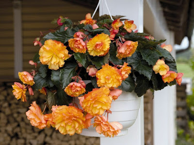 Begonia × tuberhybrida