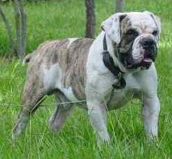 Rare Dog Breed Information, Campeiro Bulldog, Brazilian Bulldog Breed, Brasilian Bulldog Breed, ancient dog breed, rare dog breed, Brazilian Bulldogs, Brazilian Bulldog pictures, dog pictures, dog pics, dog photos, dog breed pictures of dogs, dog lovers sites, dog blogs, rare dog breed, dog pictures, dog pics, dog photos, dog breed pictures of dogs, dog lovers sites, dog blogs