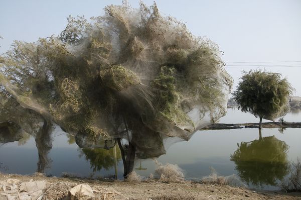 Webs Covering Ground Covers