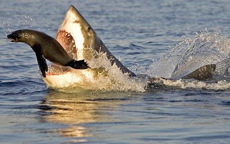 bull shark eating. ull shark eating. quot;When