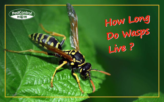 how-long-do-wasps-live