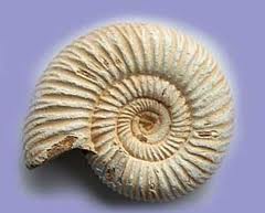 Fossils Ammnonite