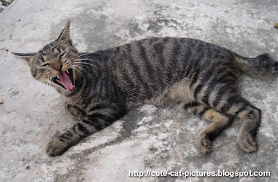 yawning tabby cat picture