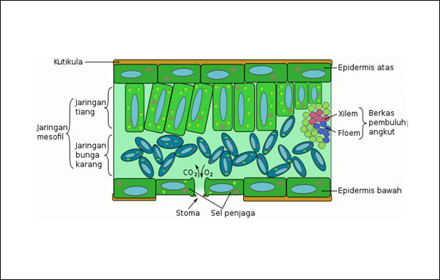 Jaringan Penyusun Daun