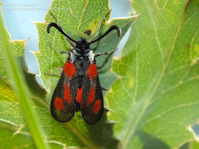 http://www.biodiversidadvirtual.org/insectarium/Zygaena-sarpedon-img711516.html