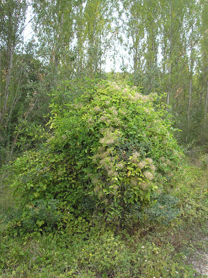 Clemátide en el Valle del Rudrón