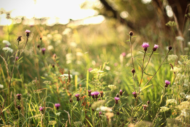 wild grass, Connemara