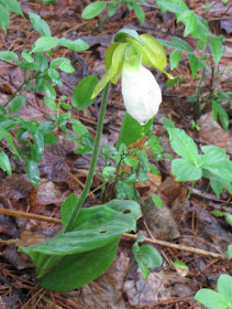 albino pink lady's slipper