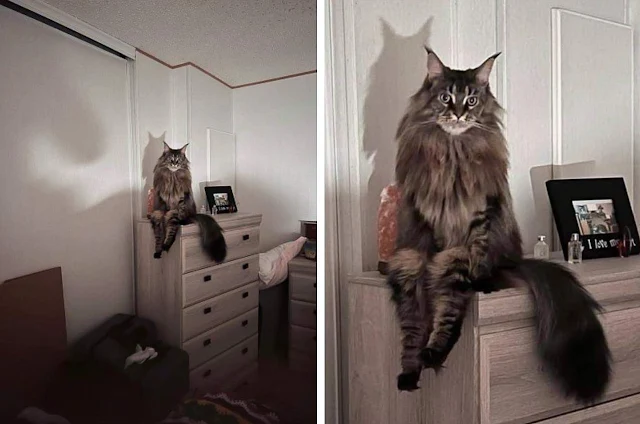 Maine Coon calmly sitting just like a human on a chest of drawers