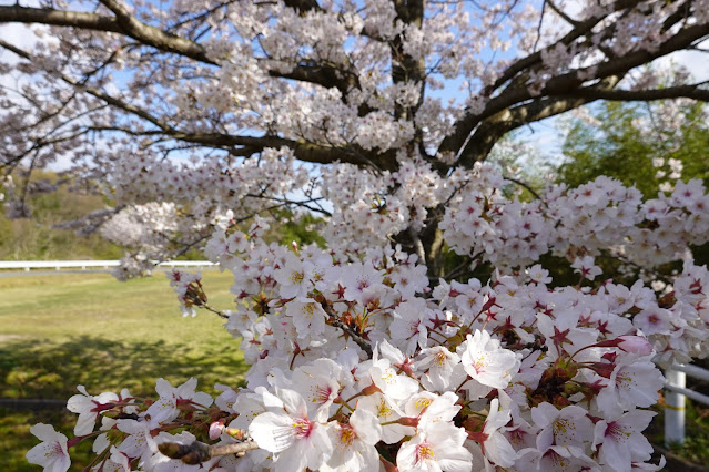 鳥取県西伯郡南部町鶴田　とっとり花回廊　外駐車場の桜