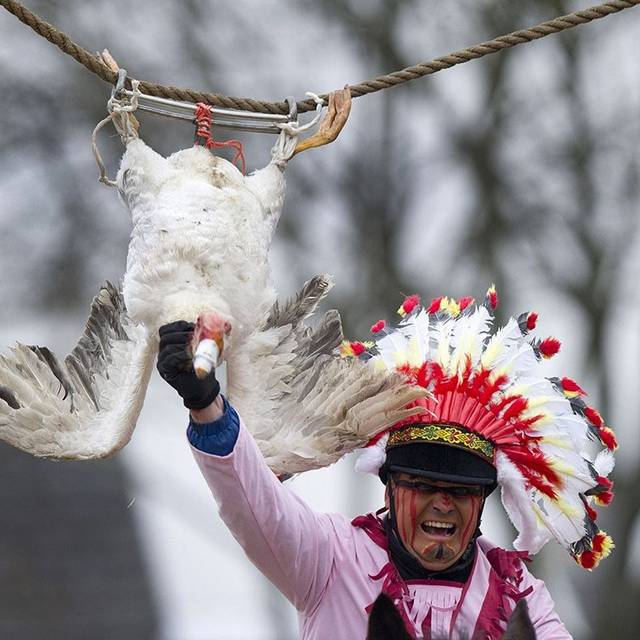 Goose pulling is an old sport originally played in parts of the Netherlands, Belgium, England and North America from the 17th to the 19th centuries. The sport involves a goose that is hung by its legs from a pole or rope that is stretched across a road. A man riding on horseback at a full gallop would attempt to grab the bird by the neck in order to pull the head off. Whoever makes off with the head is declared winner and becomes the noble hero of the day. Goose pulling is still practiced today, in parts of Belgium and in Grevenbicht in the Netherlands as part of Shrove Tuesday and in some towns in Germany as part of the Shrove Monday celebrations.