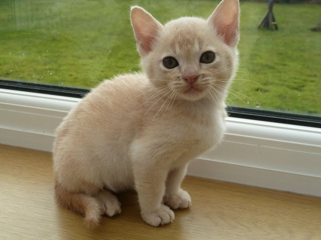   beautyful burmes kitten image