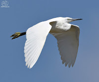 Garceta común. (Egretta garzetta).