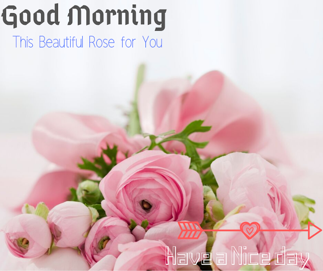  Good Morning Rose Images 