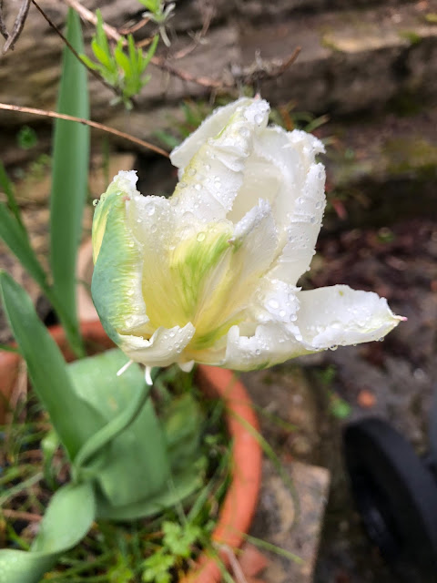 spring flowers