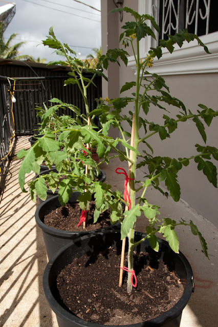 Flowering cherry tomato plants 55 days after seeding