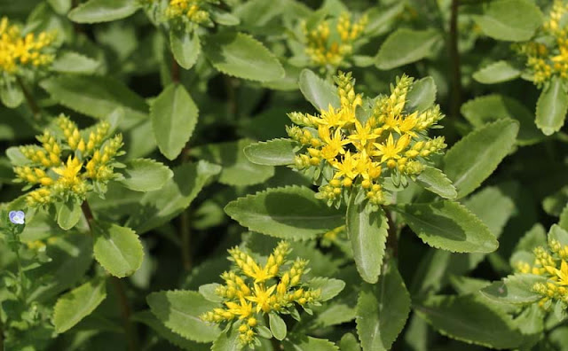 Sedum Aizoon Flowers Pictures