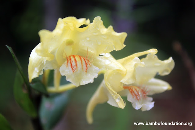 Dendrobium hallieri