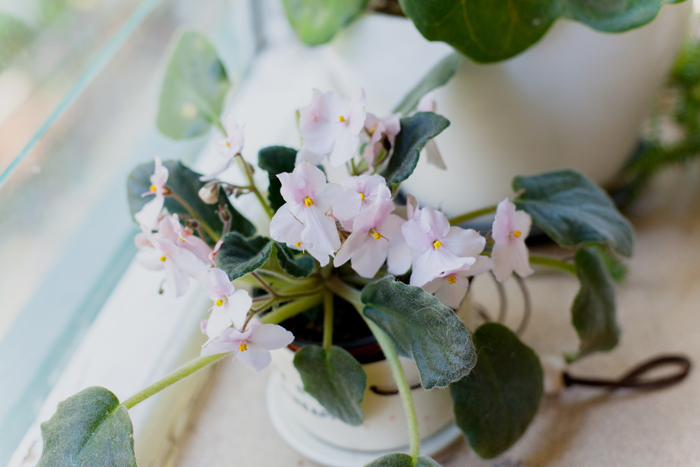 african violet in pot plant