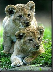 _39507583_ap300cubs