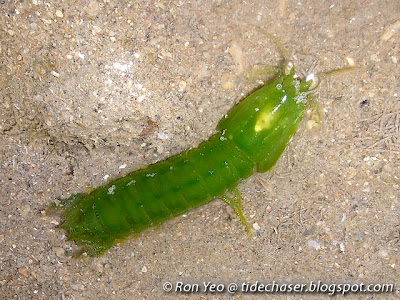 Green Smasher (Gonodactylus sp.)