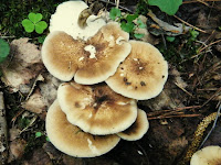 Polyporus ciliatus