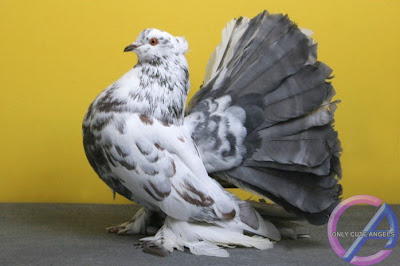 Pigeon_Champions