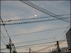 IMG_5087