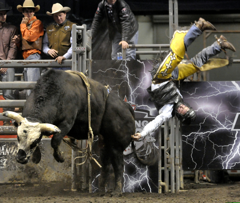 bull shark attack in lake michigan pictures. Professional Bull Riders of