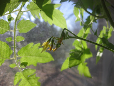 how to make a hanging tomato plant, simple, craft project, diy