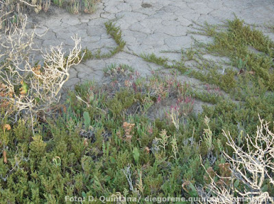 Tomillo de mar (Frankenia juniperoides)
