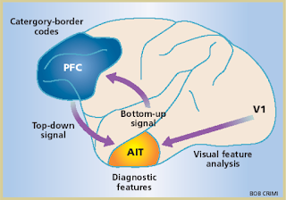 http://www.nature.com/neuro/journal/v5/n2/fig_tab/nn0202-90_F2.html