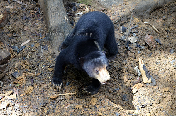 Sun Bear Conservation Sabah