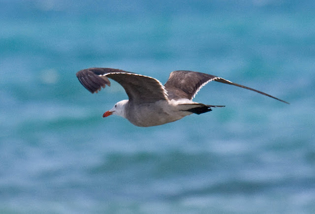 Heermann's Gull