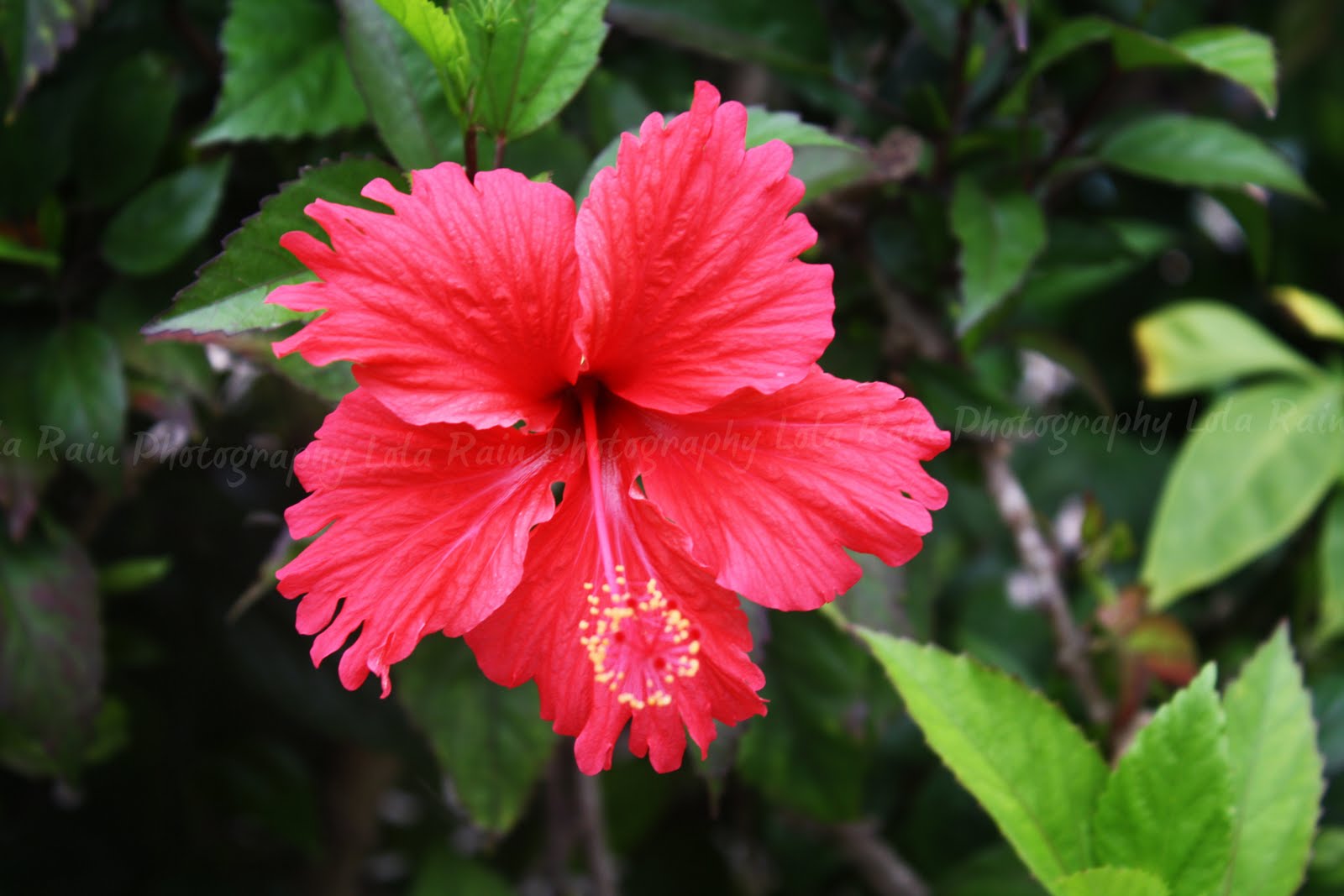 tropical flowers